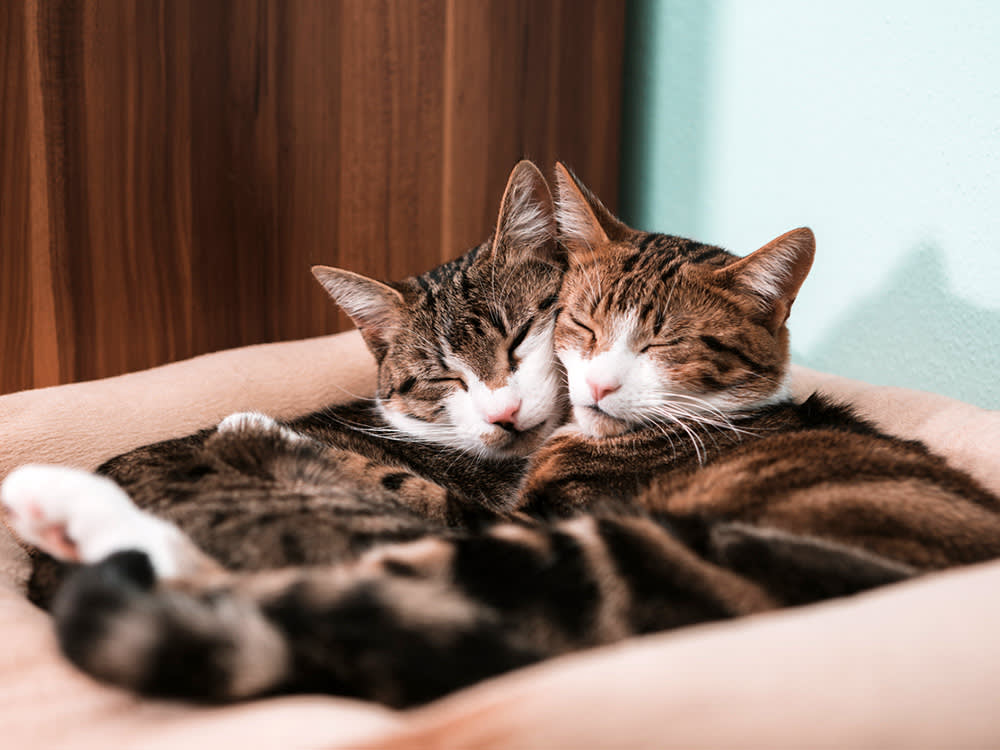 Cat Embrace