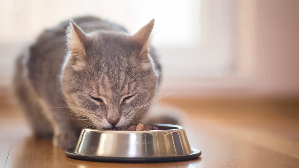 Pet Food Reviews