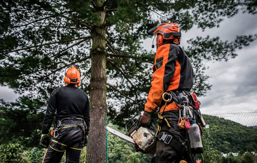 Tree Surgeon Service