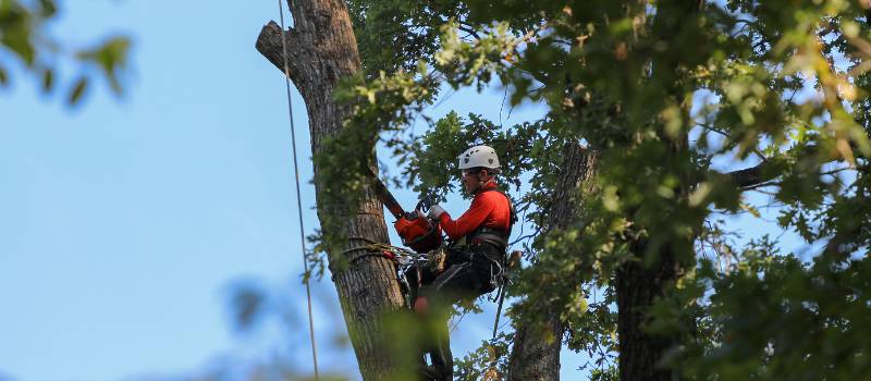 Professional Tree Care